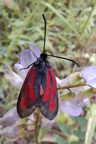 Zygaena sp.